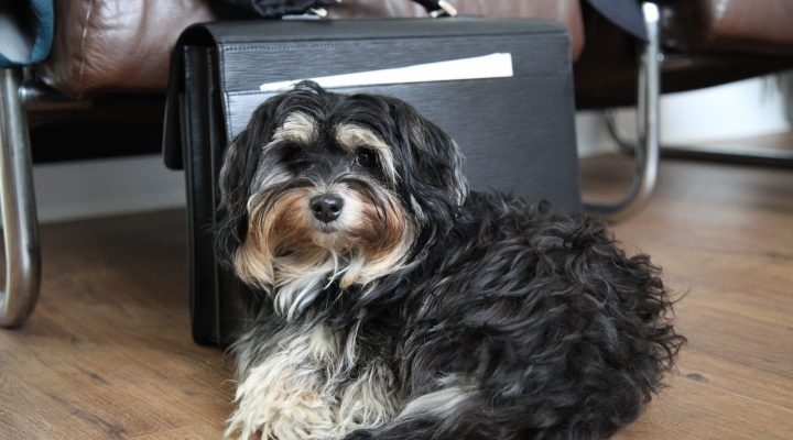 “Selbstreflexion beginnt bei der eigenen Persönlichkeit und Charakter” – neuer Beitrag der Ethics  & Compliance Leaders